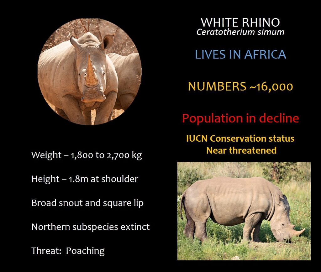 About Rhino Species – Save The Waterberg Rhino
