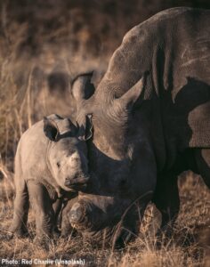 Rhino poaching numbers increasing, private rhino owners targeted